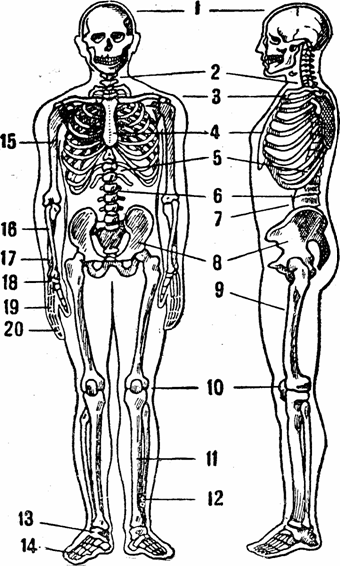  Скелет человека